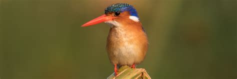 Custom Made Botswana Birding And Wildlife Tours