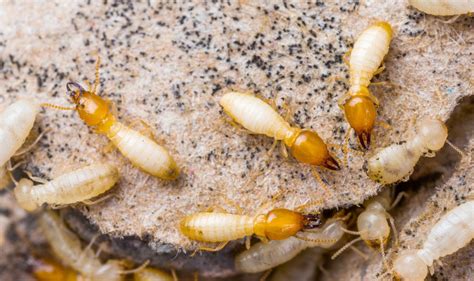 Drywood Termite Control Bugspray Treatment