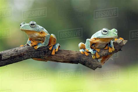 Two Dumpy Tree Frogs Sitting On Branch Stock Photo Dissolve