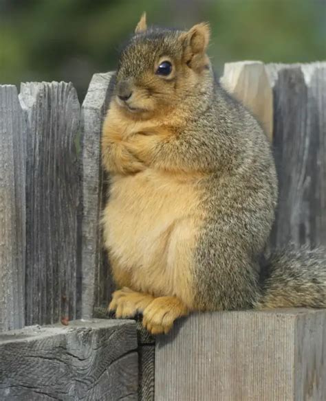 35 Photos Reminding Us How Awesome Squirrels Are