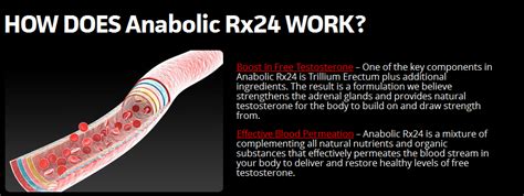 Anabolic Rx24 Review Mind Blowing Muscle Mass And Super Sex Drive