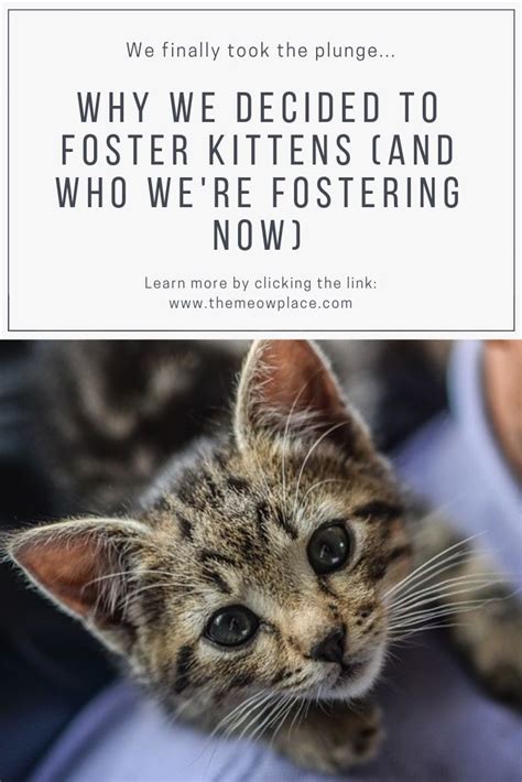 Why We Decided To Foster Kittens And Who Were Fostering Right Now