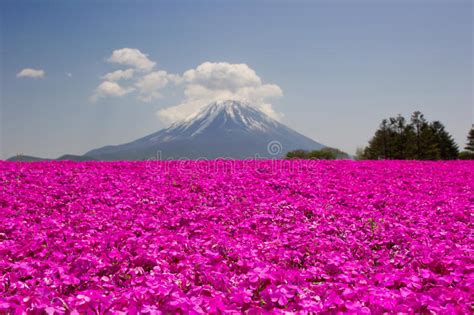 Mt Fuji Stock Photo Image Of Moss Pink Fuji Vibrant 31515130