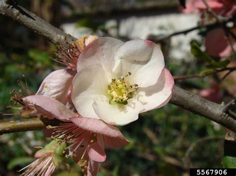 Buy online sweet cherry trees for your garden from raintree nursery. flowering quince, Chaenomeles speciosa (Rosales: Rosaceae ...