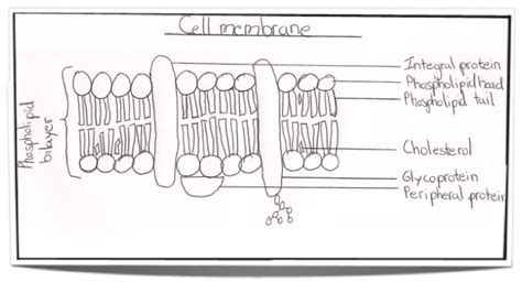 Cell Membrane Structure Labeled Labeled Functions And Diagram