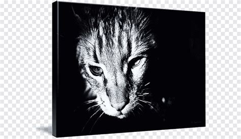 Kumpulan gambar mewarnai hello kitty untuk anak sd tk. Gambar Kucing Himalaya Hitam Putih Untuk Diwarnai - Kucing ...