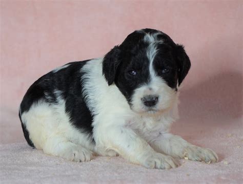 Sheepadoodle Standard For Sale Baltic Oh Female Brittany Ac Puppies Llc