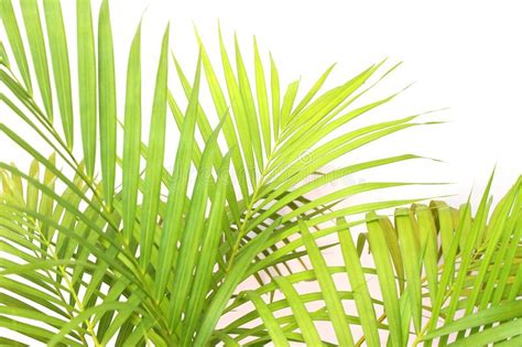 Tropical Green Palm Leaf Tree On White Wall Background Stock Photo