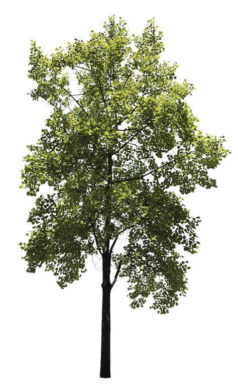 Green Oak Tree Png Free Download Png All Png All