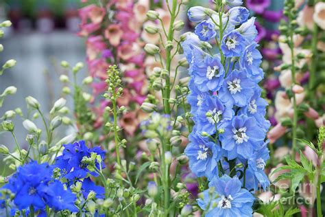 Delphinium Magic Fountains Sky Blue White Bee Photograph By Tim Gainey