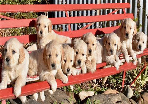 The goldendoodle cross creates benefits from both sides while retaining all of our dogs are our family pets and a wonderful part of our family. Breeders Golden Retriever Club of NSW Inc