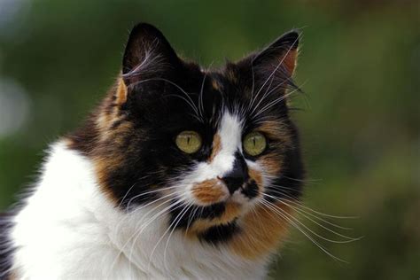 It is not unusual to see many different colors in the same litter of kittens. Sassy and Spunky: All About Calico Cats | Cat profile ...