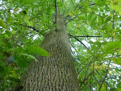 Ash Tree Depletion Spreads Nationwide The Courier