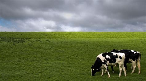 Holstein Cows Hd Desktop Wallpaper Widescreen High