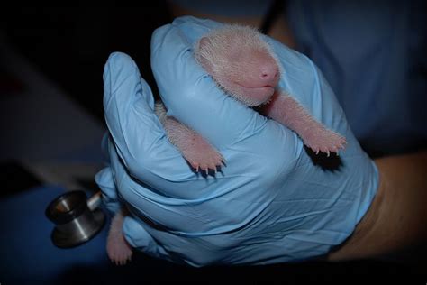 Its A Girl National Zoo Panda Cubs Sex Announced Live Science