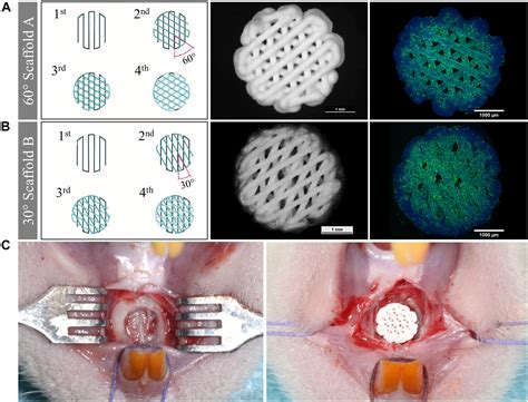 Frontiers 3d Printing Of Bone Grafts For Cleft Alveolar Osteoplasty