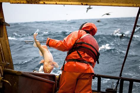 Longline Fisherman Bringing In A Pacific Cod Fish In The Bering Sea
