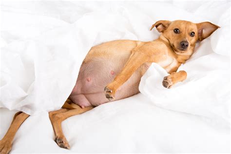 How Long Are Dogs Pregnant What To Know When Your Dog Is Expecting