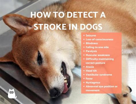 How To Detect The Symptoms Of Stroke In Dogs Seizures And Strokes