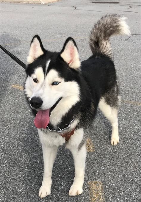 Ace Mapaw Siberian Husky Rescue And Referral Service