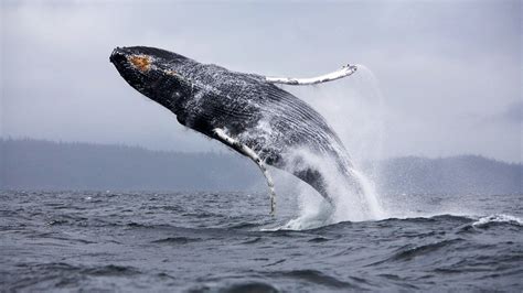 Why Whales Jump Out Of Water Earth Chronicles News