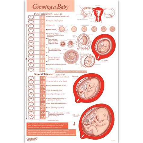 Timeline Of Pregnancy Chart Childbirth Graphics