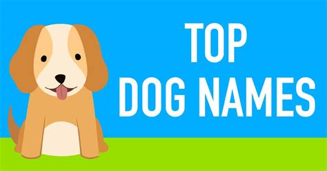 Feb 15, 2021 · bible names for boys have dominated the us popularity list for its entire history, with biblical names jacob and noah taking the top spot for nearly twenty years until recently, when liam took over. Top Dog Names of 2018 Infographic - The Most Popular Dog ...