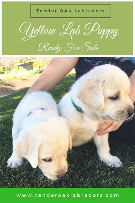 Lancaster puppies has your labradoodle puppy. Labrador Puppies for Sale in San Diego | Labrador puppy ...
