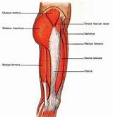 Images of Thigh Muscle Exercise