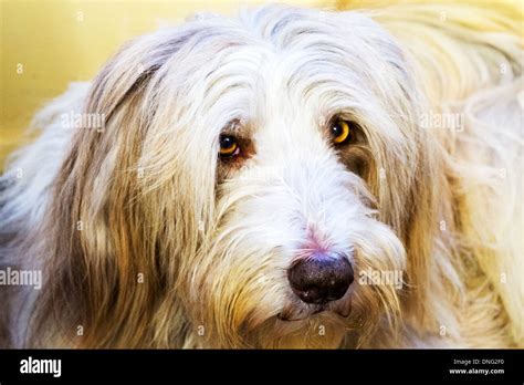 Bearded Collie Pet Dog Canine Yellow Eyes Cute Stock Photo Alamy