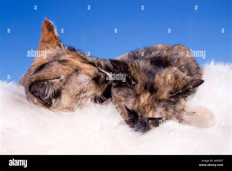 Two Sleeping Cats Stock Photo Alamy