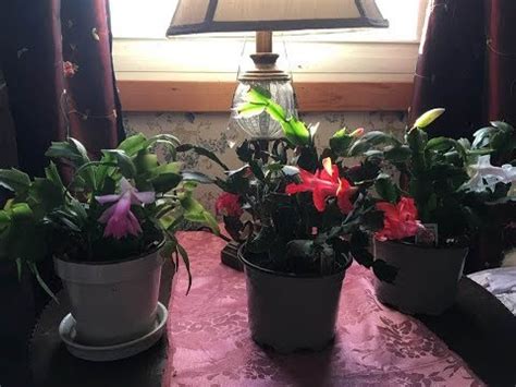 If yours isn't flowering or once did and has. My beautiful re blooming Thanksgiving cactus houseplant ...