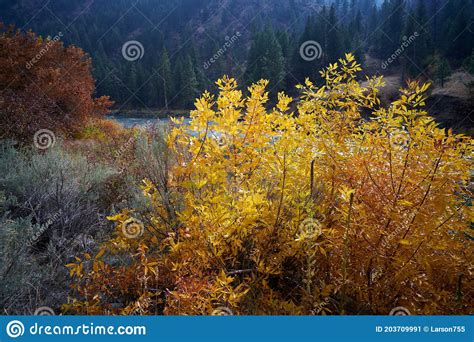 Autumn Along The Salmon River Of Idaho Stock Image Image Of Tree