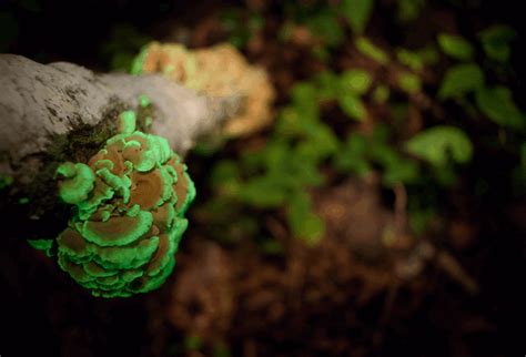Picture Of The Day Glow In The Dark Fungus Twistedsifter