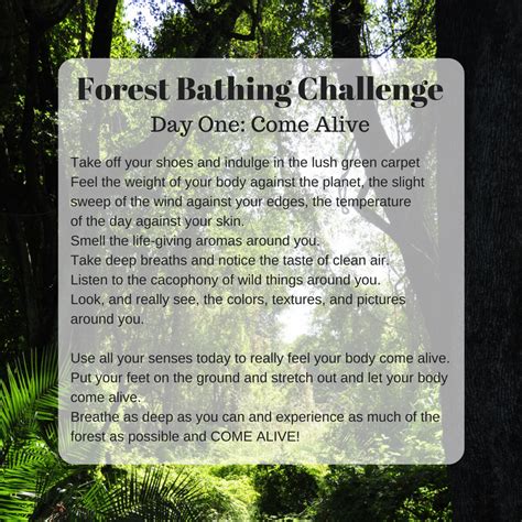Free 5 Day Forest Bathing Challenge Forest Bathing Central Forest