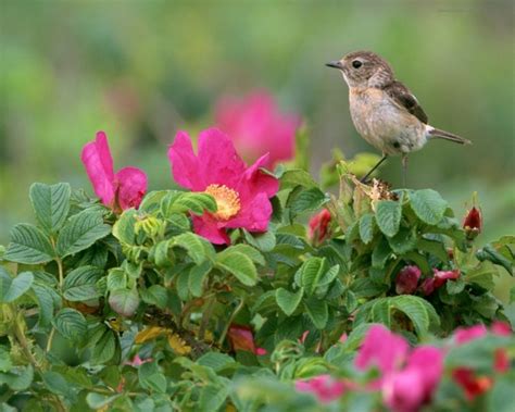 48 Free Wallpaper Birds And Blooms Wallpapersafari Images