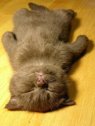 Funny Photos Of Cats Caught Sleeping Cat Fancast