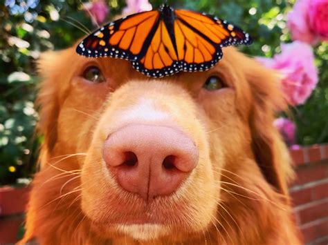 A Dog Befriended The Butterflies In His Owners Garden And Their