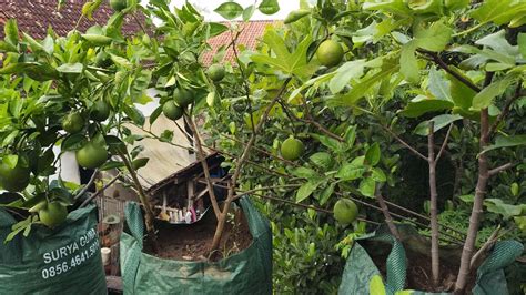 Tanaman buah ini adalah tanaman buah dalam pot yang paling cantik. TABULAMPOT tanaman buah dalam pot - YouTube