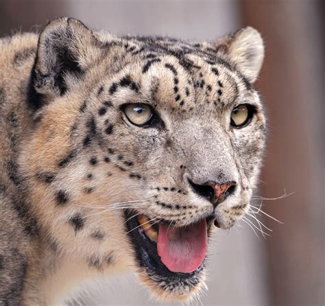 Is the snow leopard actually 3 distinct subspecies?