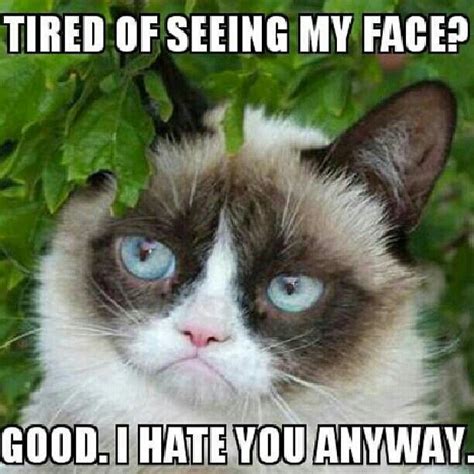 Love Me Some Grumpy Cat Grumpy Cat Quotes Funny Grumpy Cat Memes Cat
