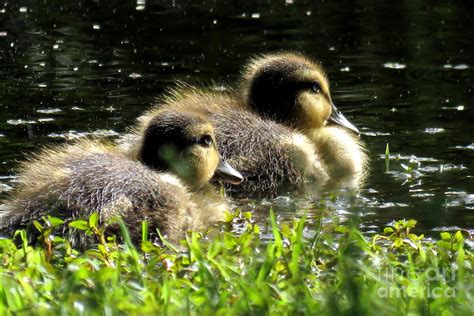 Blue Winged Teal Ducklings Photograph By Selma Glunn
