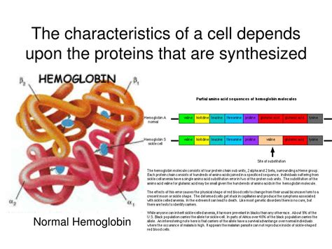 Proteins are composed of chains of amino acids. PPT - Aim: How does the shape of the protein determine its ...