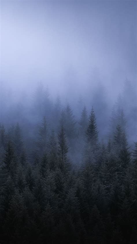 1080x1920 1080x1920 Fog Forest Trees Landscape Nature Hd 5k For