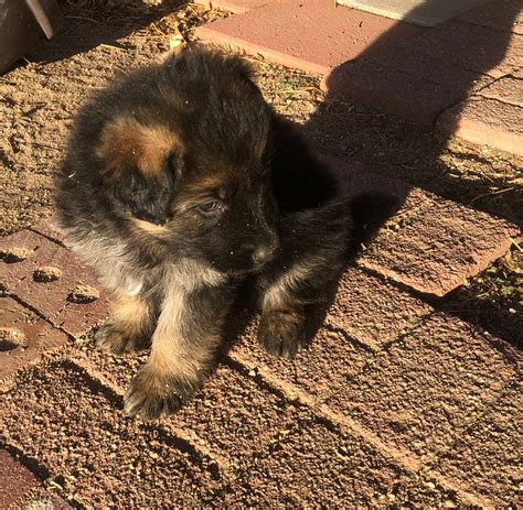 Akc Registered Long Haired German Shepherd Puppies For Sale Calico