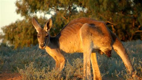 The Majestic Kangaroo Of Outback Australia Youtube