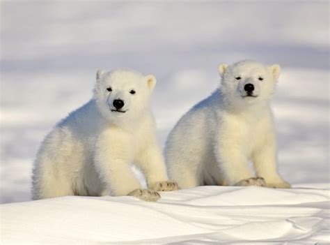 What Does A Baby Polar Bear Look Like Baby Polar Bear