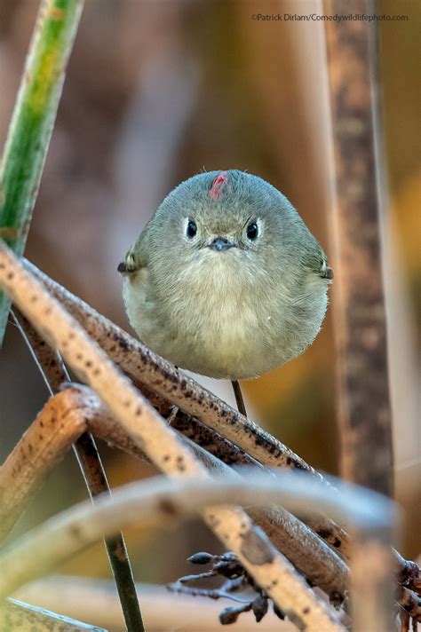 The Finalists Of The 2021 Comedy Wildlife Photography Awards Have Been