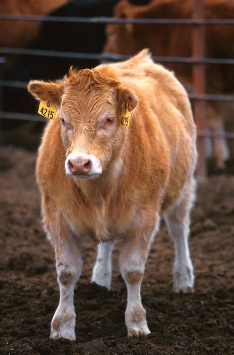 Cows Free Stock Photo A Piedmontese Herfor Crossbred Calf 10111