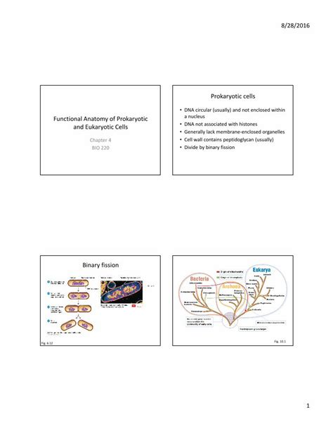 pdf ch 4 functional anatomy of prokaryotic and … 1 functional anatomy of prokaryotic and